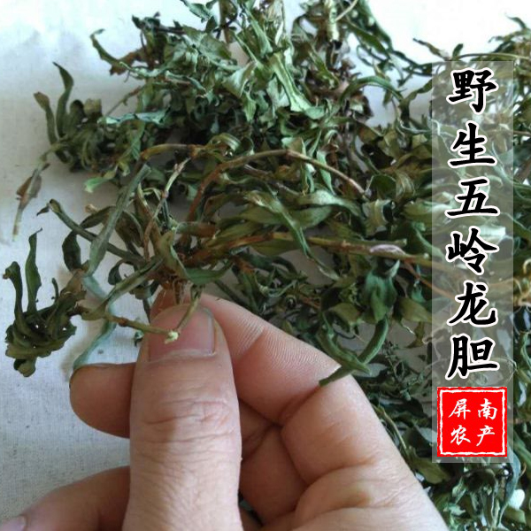 九头青簇花龙胆落地荷花歇地龙胆鲤鱼胆矮杆鲤鱼胆 五岭龙胆