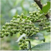 盆栽花椒九叶青花椒苗大红袍花椒树苗麻辣花椒苗盆栽地栽当年结果