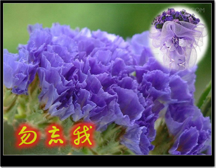批发优质种子 勿忘我花种子 花草种子 阳台种子批发勿忘我种子