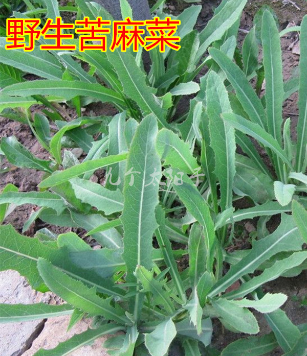 野生苦麻菜