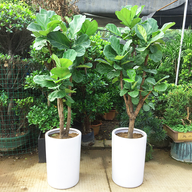 深圳免费配送琴叶榕大型绿植大叶榕室内办公室客厅四季常青绿花木图片