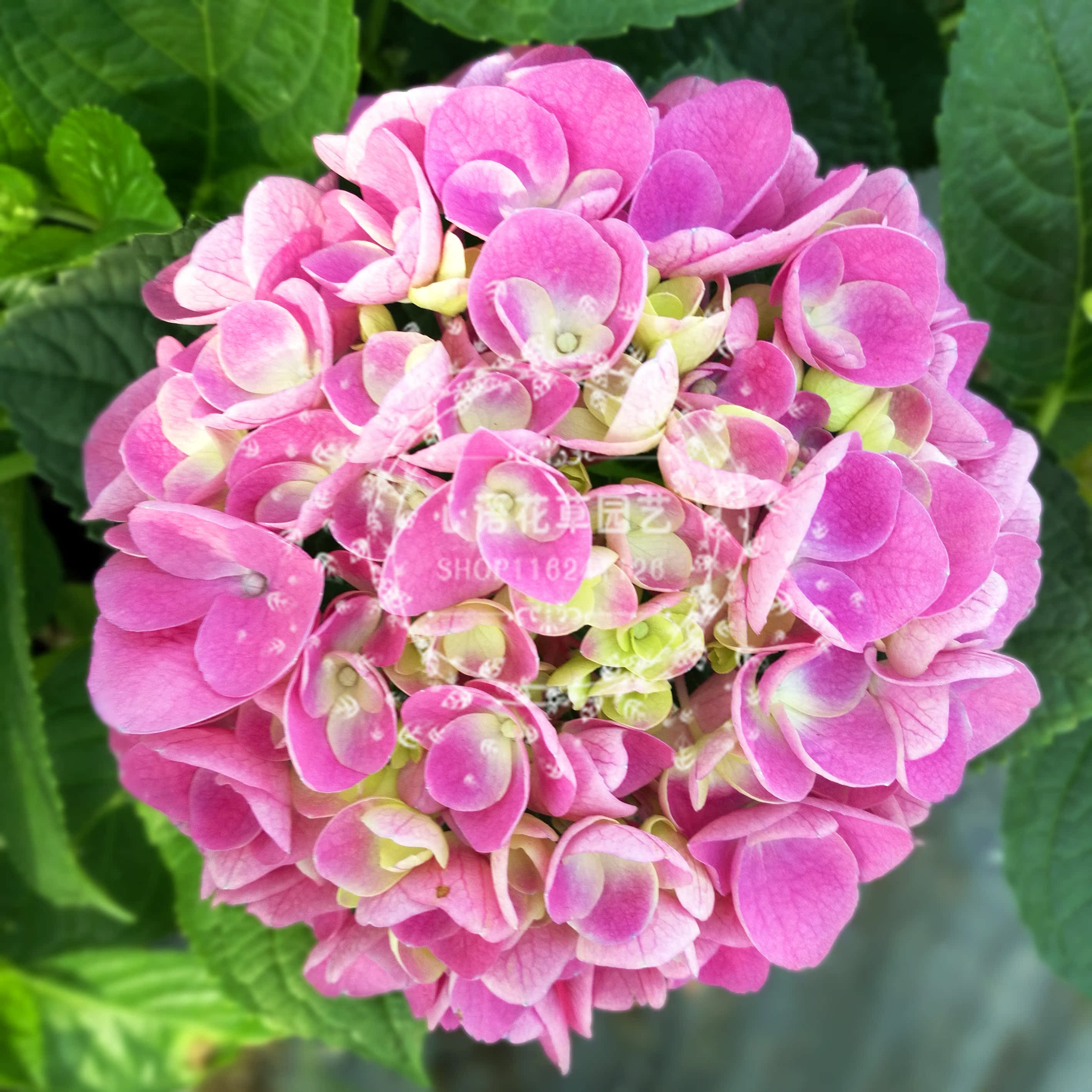 进口大花绣球永恒阳台庭院露台绿植花卉盆栽植物四季常青净化空气