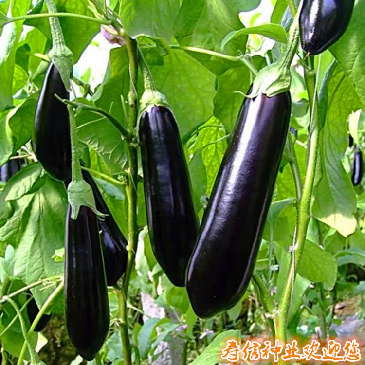 ೤ Ľ ޴Ӧ¶شֲ1000