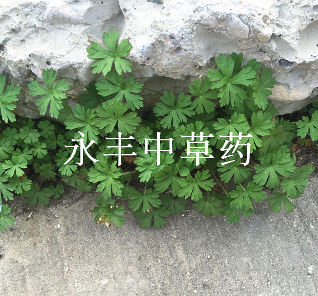 中药材新鲜 野生老鹤草 老鹳嘴 老鸦嘴 老鹳草 老鹤草