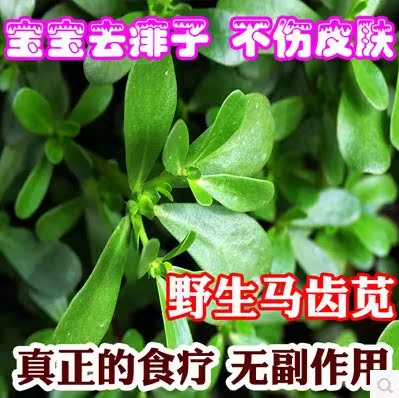 农家新鲜野生马齿苋马齿菜长寿菜五行草降火两用中药材马齿苋种子