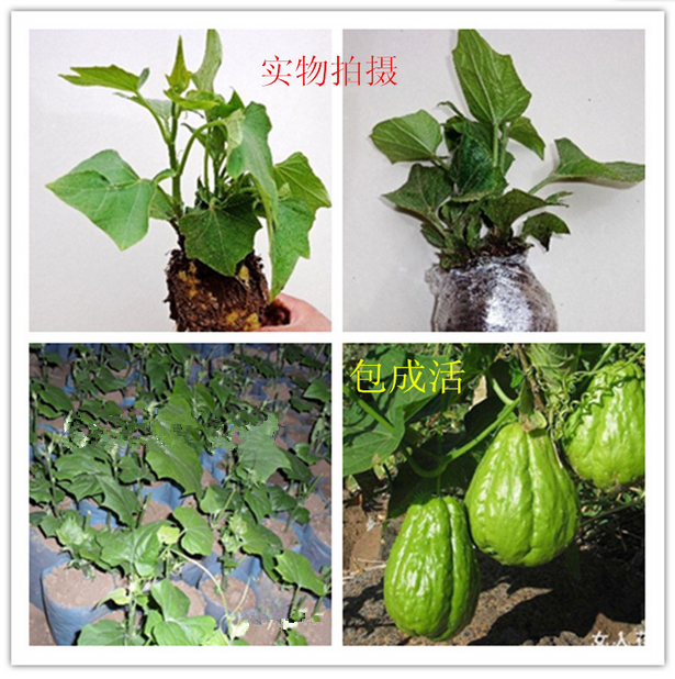 包邮 新鲜佛手瓜种子种苗 佛手瓜瓜种瓜苗 树苗易成活春播蔬菜