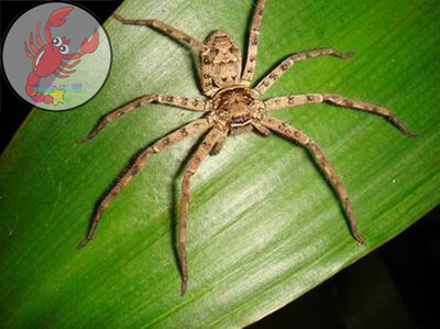 白额高脚_淘宝白额高脚_淘宝网购物白额高脚