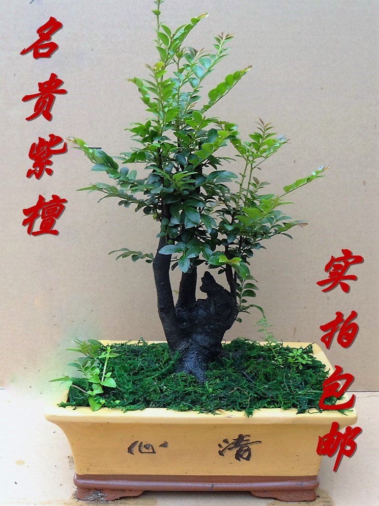 带瓷盆紫檀树桩盆景小叶紫檀树办公桌室内盆栽花卉植物精品紫檀木