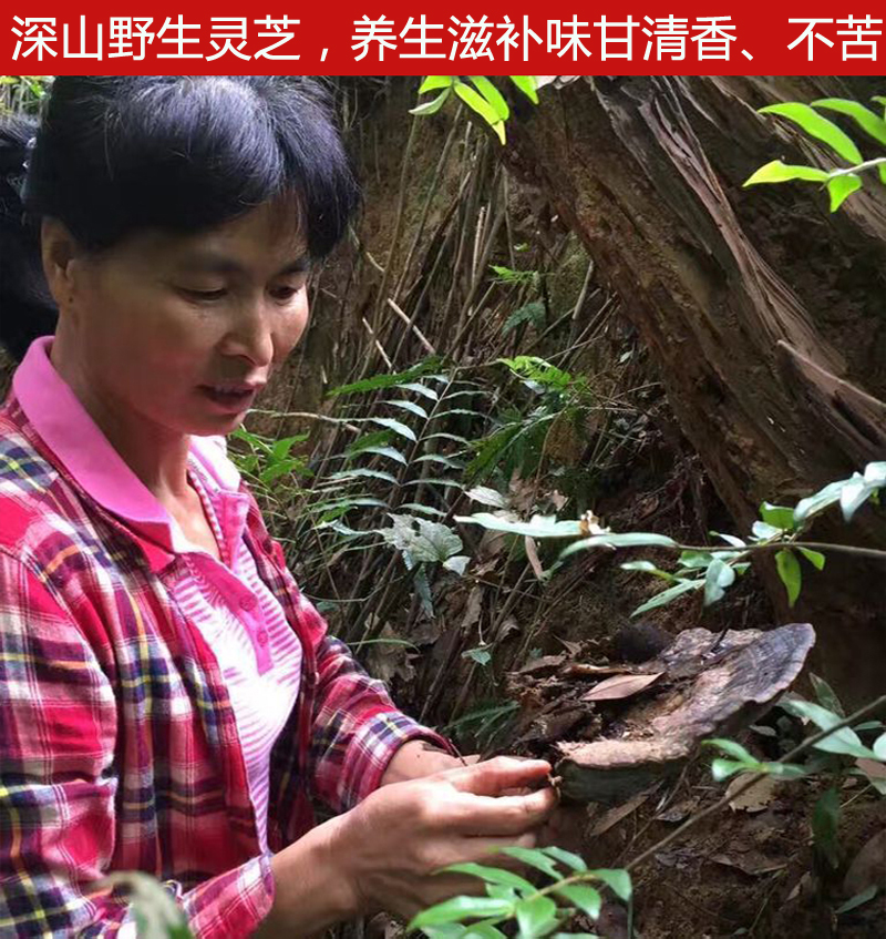 纯天然野生灵芝整枝包邮 福建龙岩特级黑灵芝深山正品灵芝片