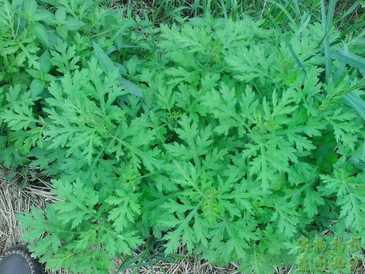 新鲜艾叶艾草新鲜食用野生艾草青团农家现摘艾草叶【三斤包邮】