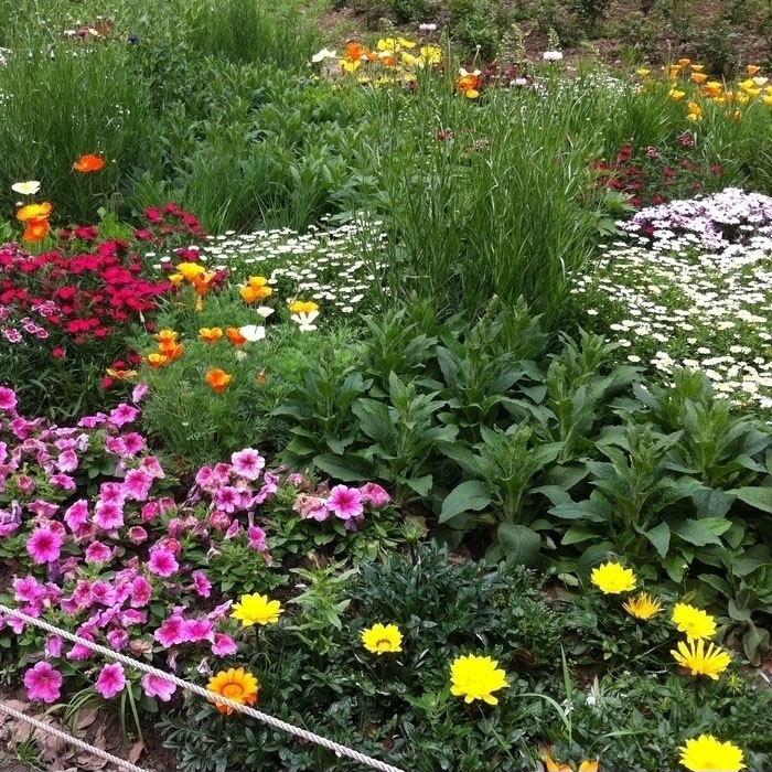 花园花卉种子宿根多年生家庭小院 别墅花坛绿化校园地面种植花籽