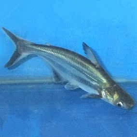 正品[观赏鱼虎头鲨]观赏鱼虎头鲨怎么养评测 观