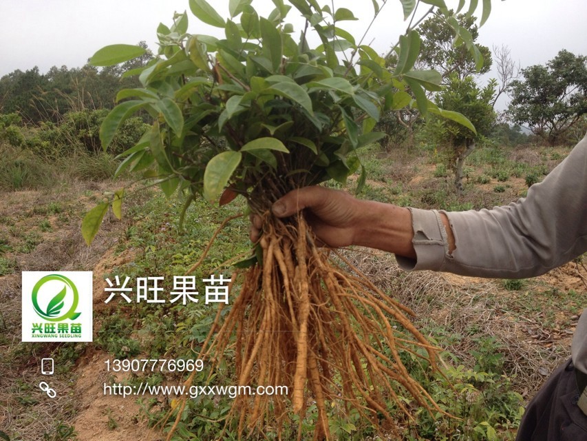 买3送1 正品牛大力种苗 大力薯苗、牛大力苗，南方人参适合盆栽