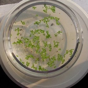 正品[小浮萍]小浮萍怎么养评测 浮萍是什么意思