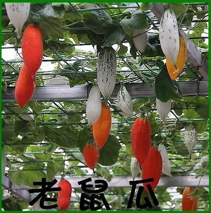 老鼠瓜种子 补血健胃 阳台种菜 庭院观果食用蔬菜种子