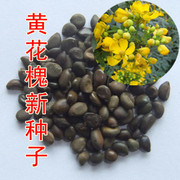 白黄红花槐洋槐刺槐种子 护坡紫穗槐香花黄金龙爪槐速生国槐种子