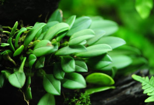 生态微景观蕨类植物 伏石蕨 水陆缸造景室内盆景兰花绿植苔藓植物