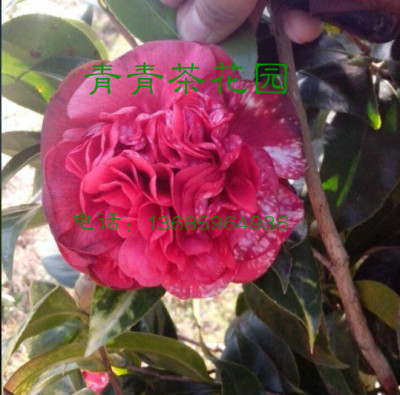 云斑大元帅茶花苗 高档盆栽花卉较耐寒适合北