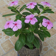 原装花卉种子 长春花 日日春种子20粒 阳台盆栽庭院 易种常年开花