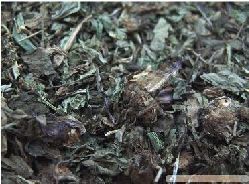 中药材中草药专卖车前草500克