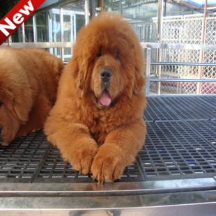 查看淘宝大狮子头藏獒幼犬狗狗 双血统 骨量重红獒铁包金 可送货价格