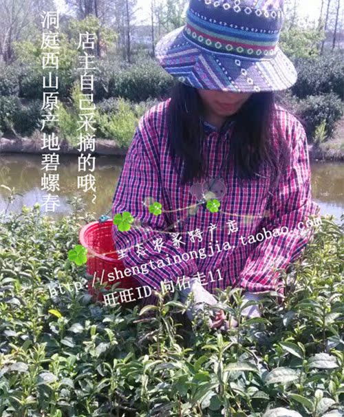 2016春茶苏州洞庭西山碧螺春明后特级炒青口感好茶农自产手工炒制