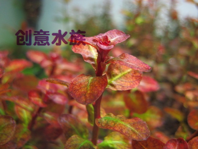 老顾水草红唇丁香(自家种植 水中叶)免包装费