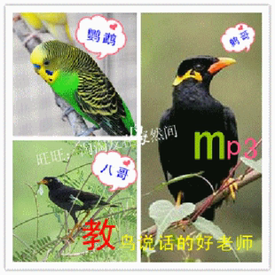 鹦鹉 训练八哥/鹦鹉 mp3格式 鹦鹉/鹩哥说话教材 普通话教学 八哥