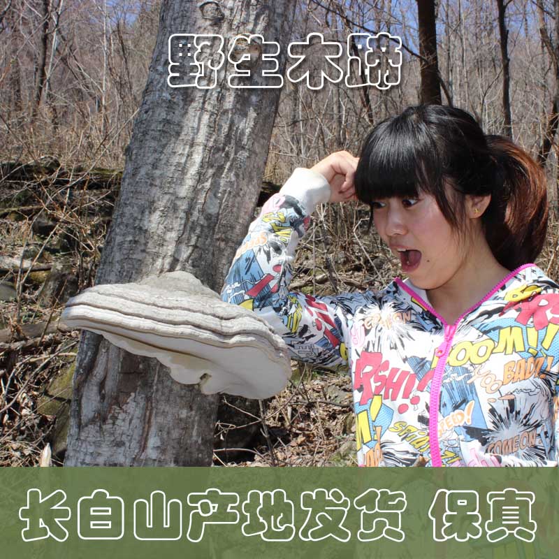 野生木蹄层孔菌 灵芝真菌 长白山野生灵芝