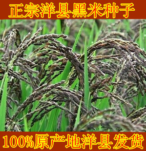 包邮洋县黑米种子 黑香米稻谷黑糯米水稻种子粳米谷种