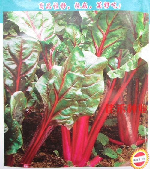 红根达菜种子 红梗菜 莙达菜 天然补血蔬菜种子 春秋季播 15g