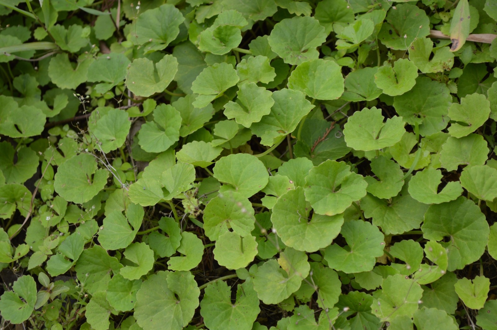 红马蹄草-神农架植物-图片