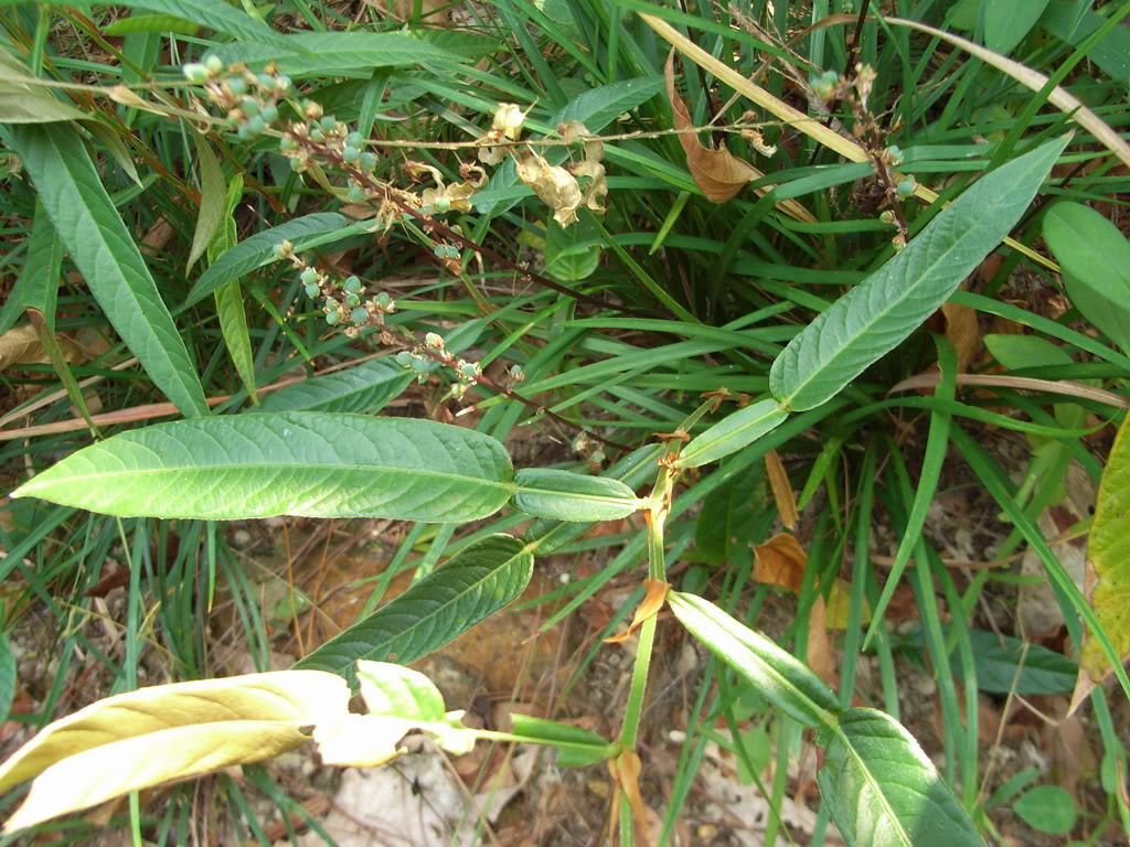 纯正野生中草药材葫芦茶 牛虫草 金剑草 螳螂草 干品新货