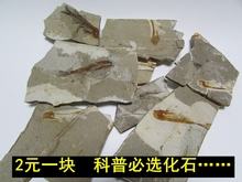 古生物化石 一块三叶虫化石 原石2元 原石 狼鳍鱼化石残片标本