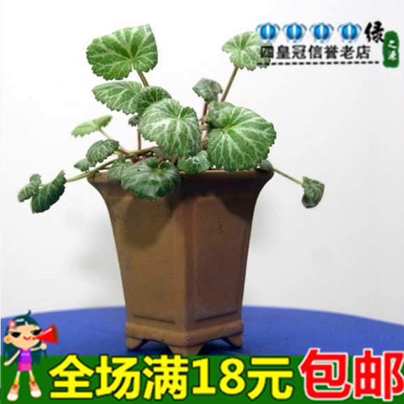 虎耳草盆栽 金丝荷叶花卉 中药 中耳炎 全草可入药 治百病传说