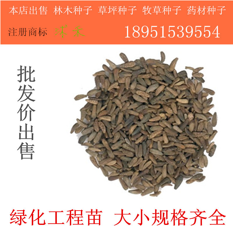 牛蒡子种子 大力子 恶实 牛蒡恶实 东洋参 东洋牛鞭菜牛蒡根
