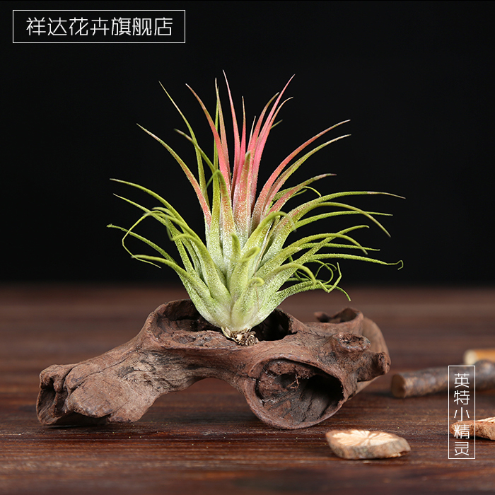 我有计划开一家绿植盆栽店;但是没有经验,求指