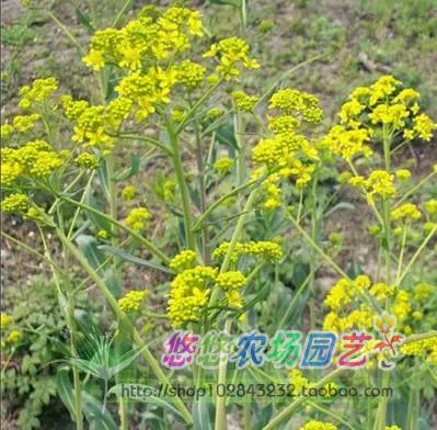 板蓝根种子 大青根阳台庭院盆栽种植四季播易种草药种子18元包邮