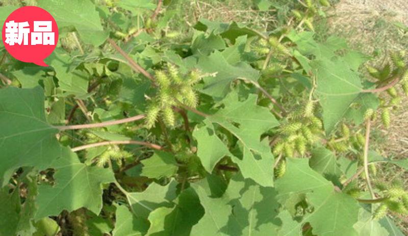 新鲜野生草药蓖麻叶红蓖麻杆草麻子gong下垂草药