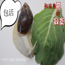 蜗牛美容包活 食用种蜗牛 白玉蜗牛宠物套餐 科学观察课活体蜗牛