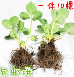 蓝莓苗 盆栽蓝莓树 果树苗 阳台盆栽水果苗适合