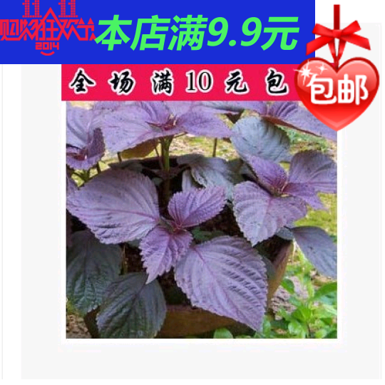 补血补钙中草药 纯野生药用特菜 紫苏子种子 四季播种 满保证正品