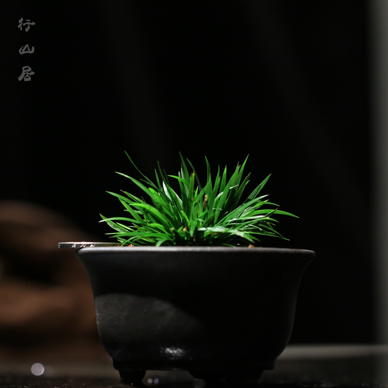 行山居正宗金钱菖蒲盆景黄金姬极姬虎须野生石菖蒲草室内绿植盆栽