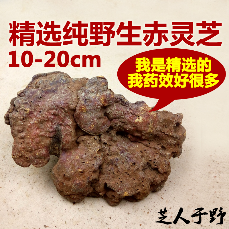 深山特级纯天然 云南野生赤灵芝 野生灵芝正品 整枝林芝赤芝 500g