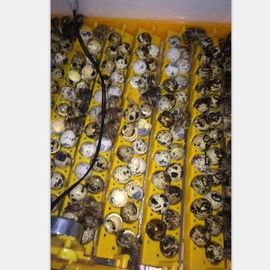 [小鸡微型孵化机]评价 小鸡孵化机价格怎么样