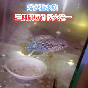 热带观赏鱼玉麒麟短鲷南美短鲷活体鱼观赏鱼宠物鱼(好多渔水族)