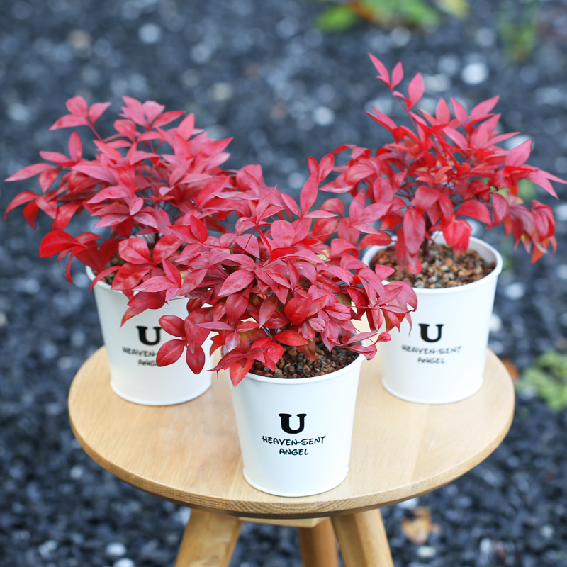 正品[绿色小家电]绿色圃中小学教育网评测 绿色