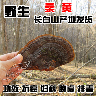 野生桑黄灵芝 暴马丁香桑黄 长白山野生灵芝 妇科 250