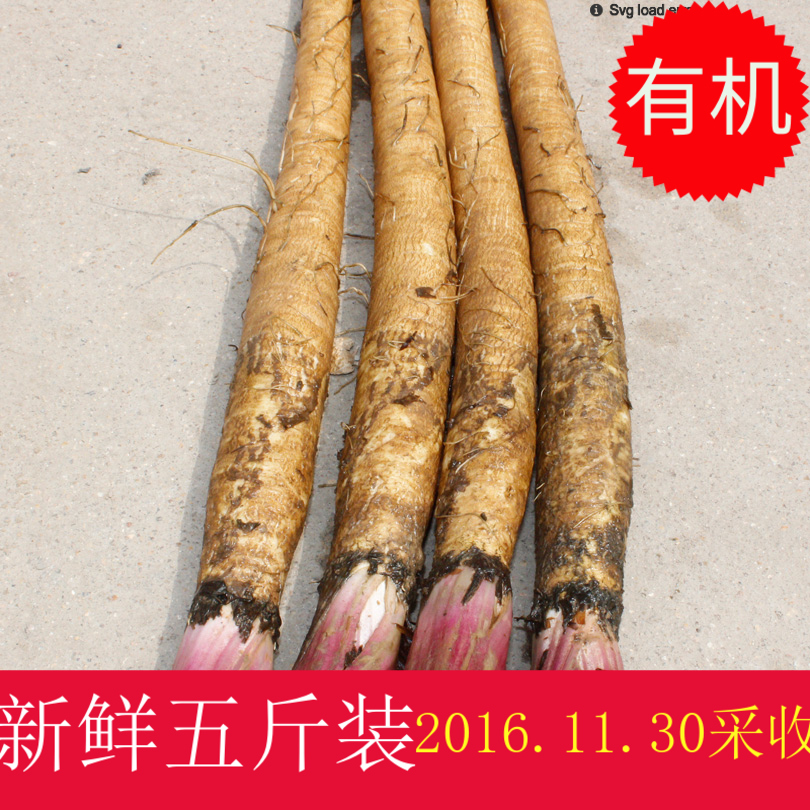 正品有机农产品现拔新鲜牛蒡根黄金牛蒡黄皮牛蒡五行蔬菜汤包邮