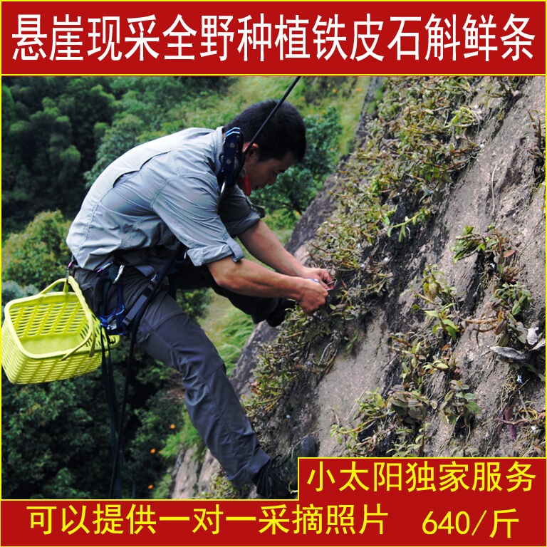 小太阳野生铁皮石斛鲜条全野生种植悬崖石斛枫斗外形老红胶质浓厚